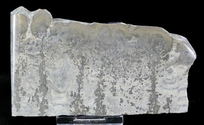 Triassic Aged Stromatolite Fossil - England #23226